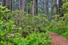 USA, California. Del Norte Redwoods State Park springtime with redwoods and rhododendrons Art Print